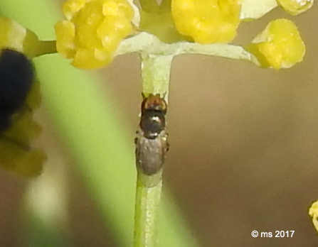 ID sconosciuto:  Ulididae